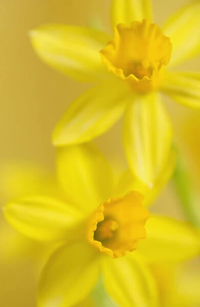 SUB_0070. Narcissus Tete-a-Tete. Daffodil. Yellow subject
