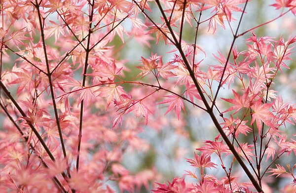 SUB_0073. Acer - variety not identified. Maple. Pink subject