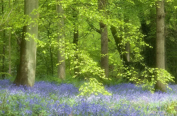 SUB_0074. Hyacinthoides - variety not idetified. Bluebell wood. Green subject
