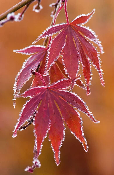 SUB_0101. Acer palmatum. Japanese maple. Red subject