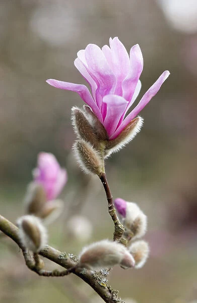 SUB_0107. Magnolia x loebneri. Magnolia. Pink subject