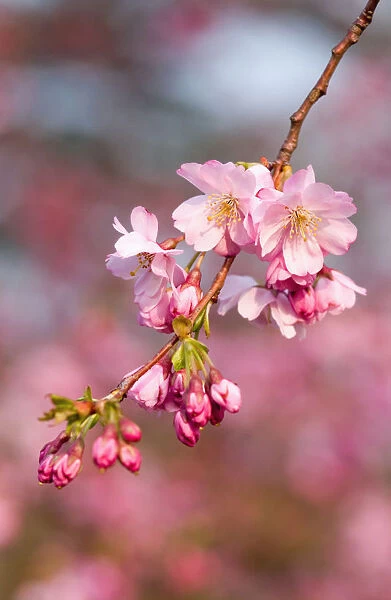 SUB_0111. Prunus Accolade. Cherry. Pink subject