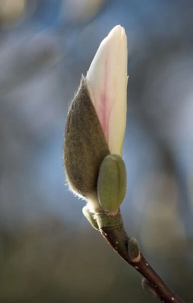 SUB_0116. Magnolia denudata. Magnolia. White subject