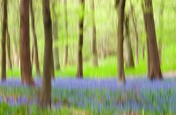 SUB_0121. Hyacinthoides - variety not idetified. Bluebell wood. Blue subject