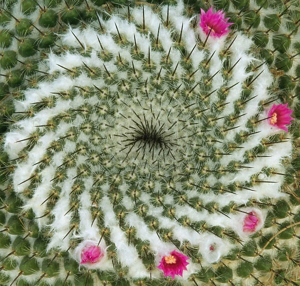 SUB_0130. Mammillaria - variety not identified. Cactus - Pincushion cactus