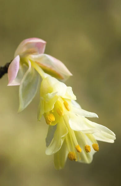 SUB_0133. Corylopsis pauciflora. Hazel - Winter hazel. Yellow subject. Yellow b / g