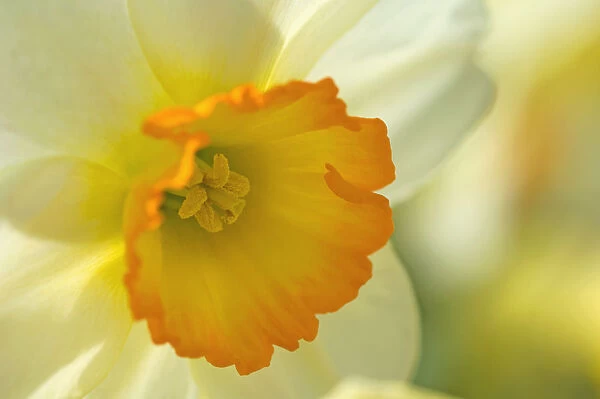 SUB_0141. Narcissus - variety not identified. Daffodil. Yellow subject. Yellow b / g