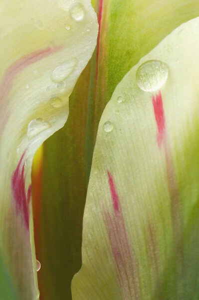 SUB_0151. Tulipa - variety not identified. Tulip. Green subject. Green b / g