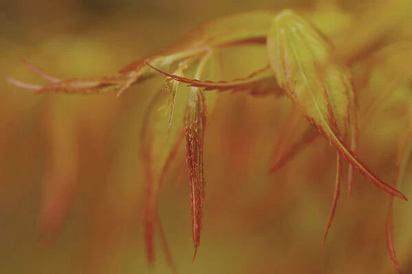 SUB_0158. Acer palmatum Katsura. Japanese maple. Orange subject. Orange b / g