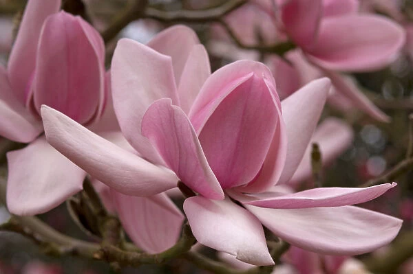 SUB_0171. Magnolia campbellii. Magnolia. Pink subject