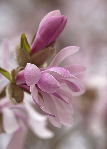 SUB_0172. Magnolia x loebneri Leonard Messel. Magnolia. Pink subject. Pink b / g