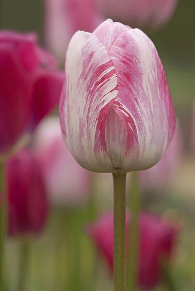 SUB_0176. Tulipa - variety not identified. Tulip. Pink subject. Green b / g