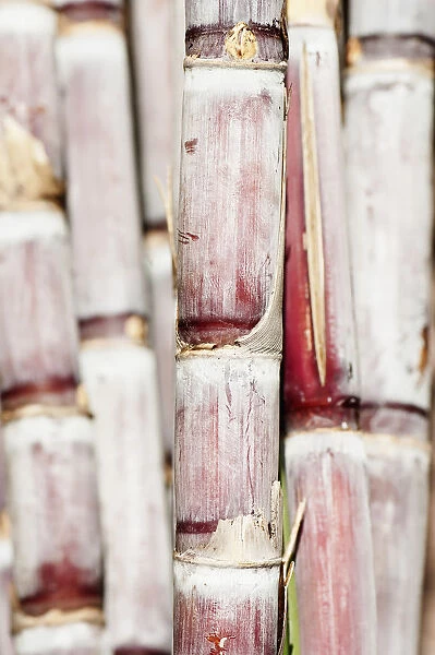 Sugar cane Saccharum officinarum Pink Perennial