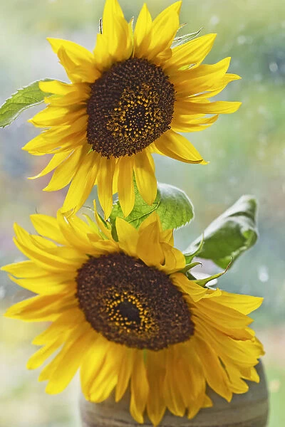 sunflower, helianthus