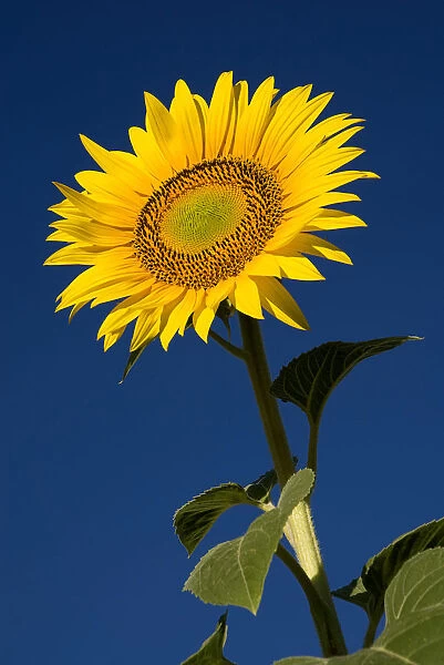 sunflower, helianthus annuus
