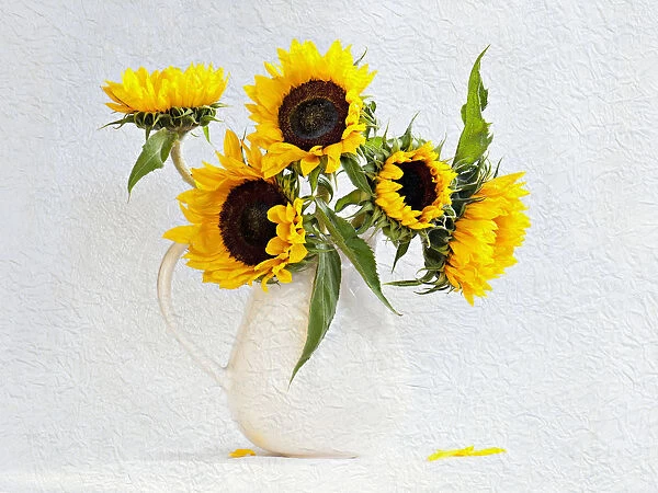 Sunflower, Helianthus annuus in jug vase. Artistic textured layers added to image to produce a painterly effect