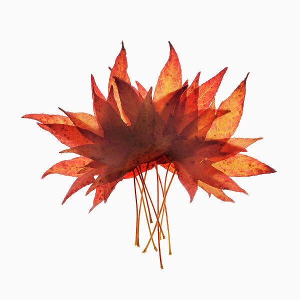 Sweet gum, Liquidambar styraciflua arrangement of autumn leaves overlapping