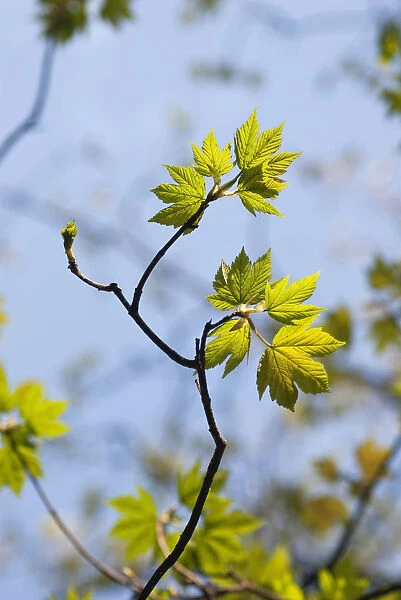 Sycamore, Acer pseudoplatanus, Close up of leaves on the tree growing outdoor