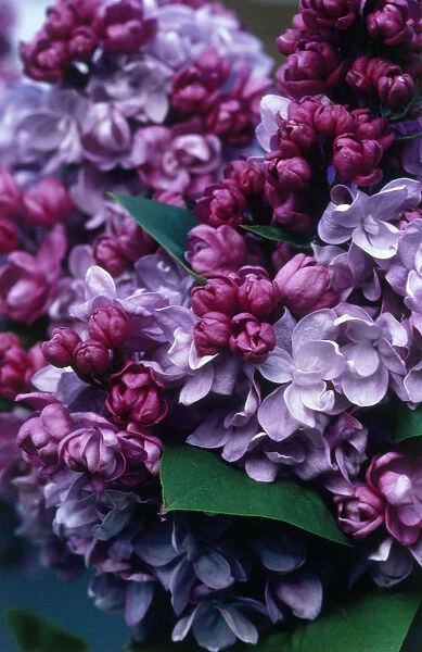 CA_08. Syringa - variety not identified. Lilac. Mauve subject