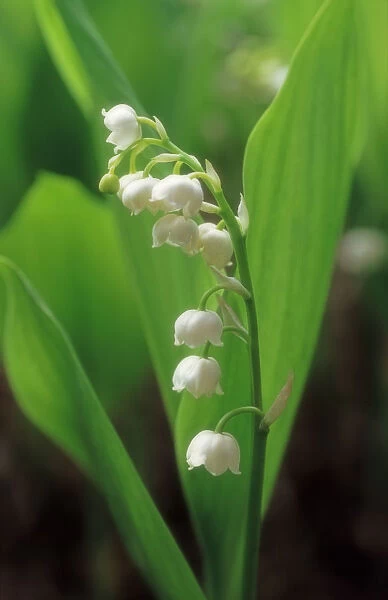 TH_0060. Convallaria majalis. Lily-of-the-valley. White subject. Green b / g