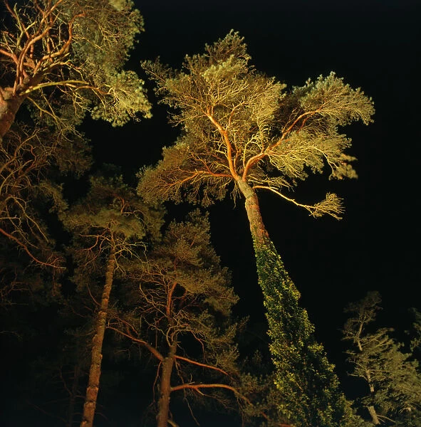 TH_0075. Pinus sylvestris. Pine - Scots pine. Brown subject. Black b / g