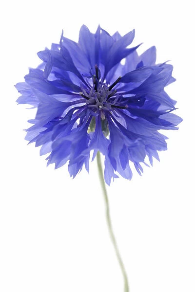 TH_0089. Centaurea cyanus. Cornflower. Blue subject. White b / g