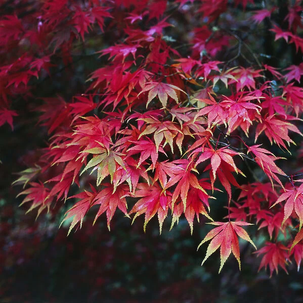 TH_0098. Acer palmatum. Japanese maple. Red subject