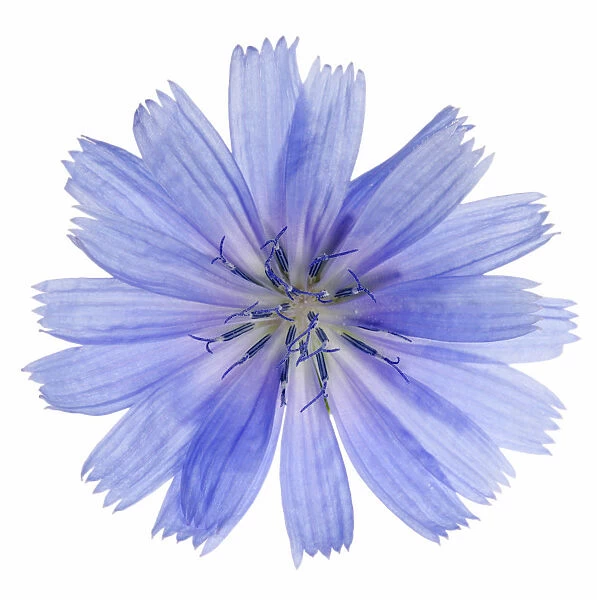 TH_0099. Cichorium intybus. Chicory. Blue subject. White b / g