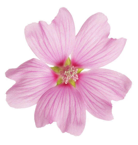 TH_0100. Lavatera Kew Rose. Mallow. Pink subject. White b / g