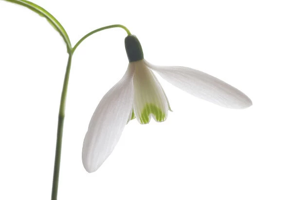 TH_0108. Galanthus nivalis. Snowdrop. White subject. White b / g