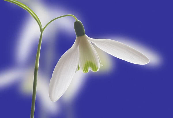 TH_0123. Galanthus nivalis. Snowdrop. White subject. Blue b / g