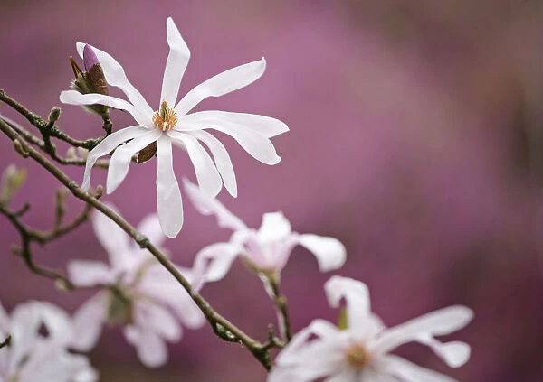 TH_0130. Magnolia x loebneri Leonard Messel. Magnolia. White subject. Purple b / g