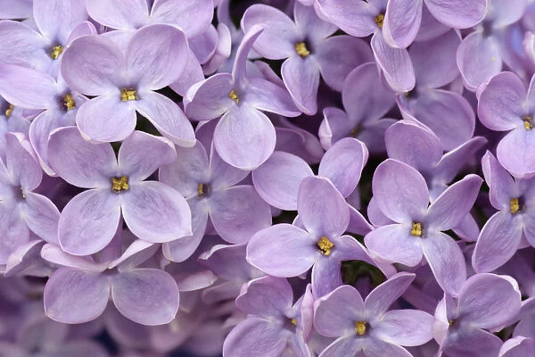 TH_0138. Syringa - variety not identified. Lilac. Purple subject
