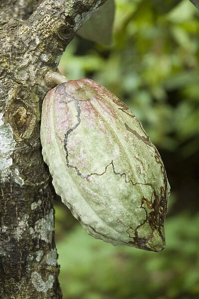 theobroma cacao, cocoa bean, green subject