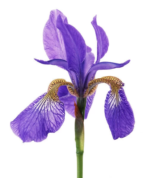 TIS_0344. Iris sibirica. Iris - Siberian iris. Purple subject. White b / g
