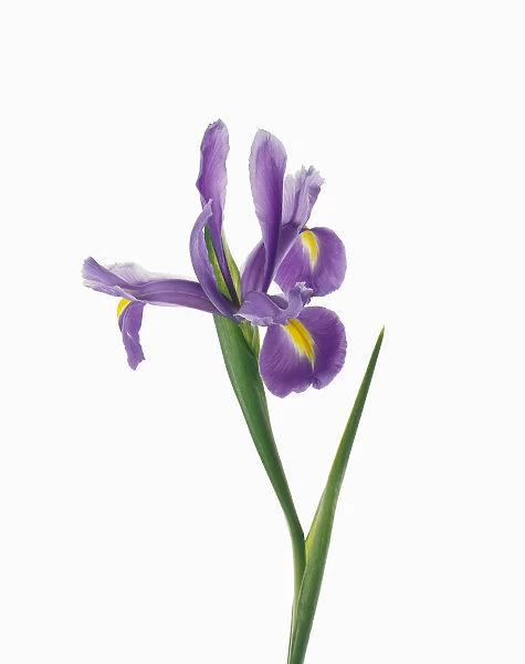 TIS_09. Iris - variety not identified. Iris. Purple subject. White b / g