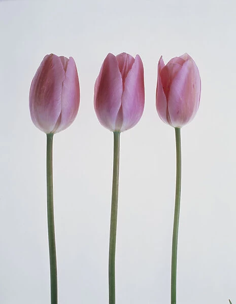 TIS_132. Tulipa - variety not identified. Tulip. Pink subject. White b / g