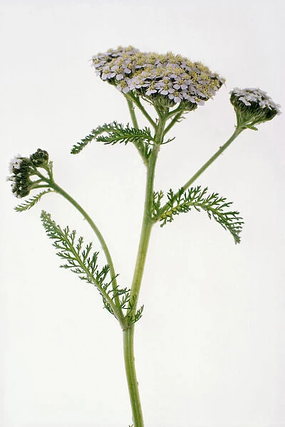 TIS_151. Achillea millefolium. Yarrow. White subject. White background