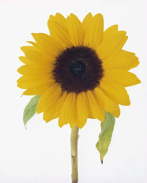 TIS_176. Helianthus annuus. Sunflower. Yellow subject. White b / g