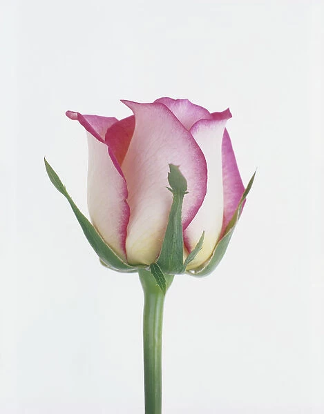 TIS_189. Rosa - variety not identified. Rose. Pink subject. White b / g
