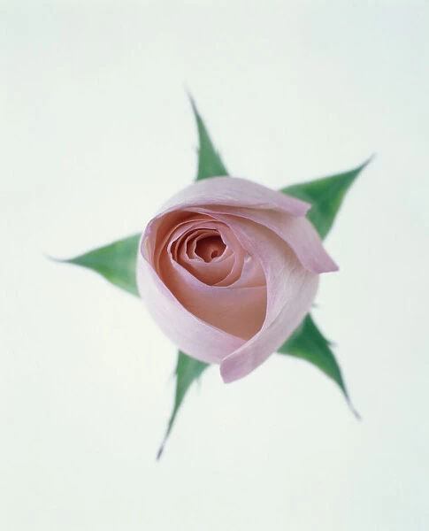 TIS_195. Rosa - variety not identified. Rose. Pink subject. White b / g