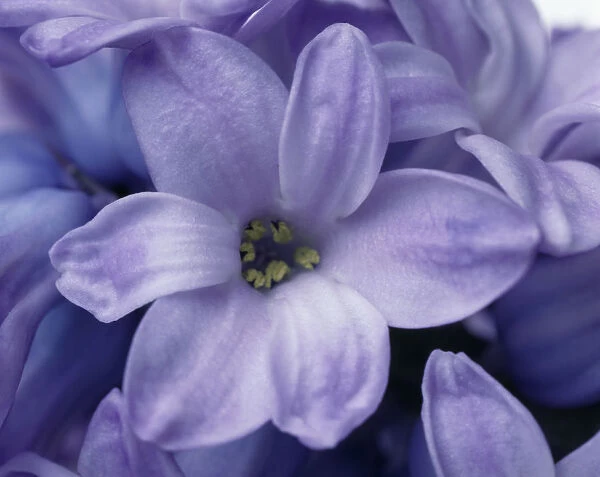 TIS_204. Hyacinthus - variety not identified. Hyacinth. Mauve subject
