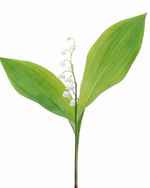 TIS_211. Convallaria majalis. Lily-of-the-valley. White subject. White b / g
