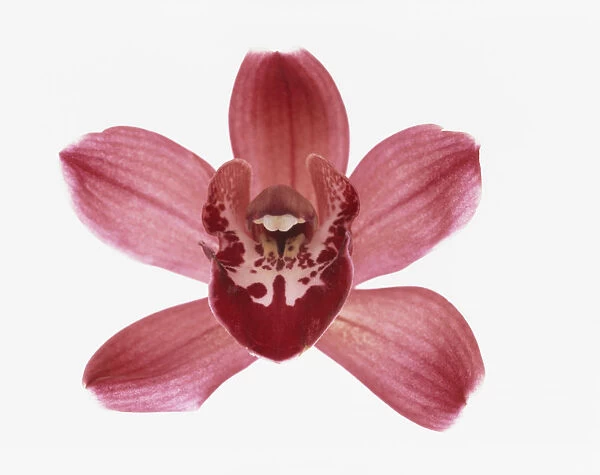 TIS_251. Cymbidium - variety not identified. Orchid. Red subject. White b / g