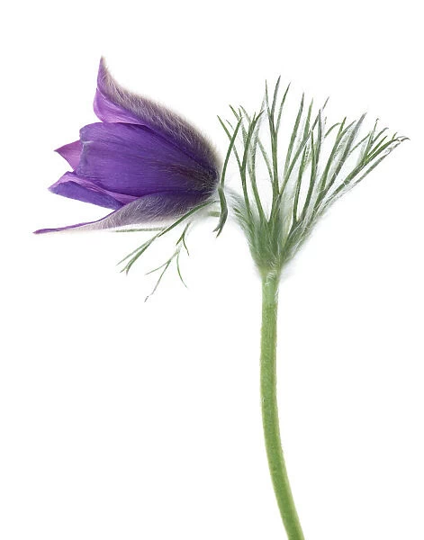 TIS_275. Pulsatilla vulgaris. Pasque flower. Purple subject. White b / g