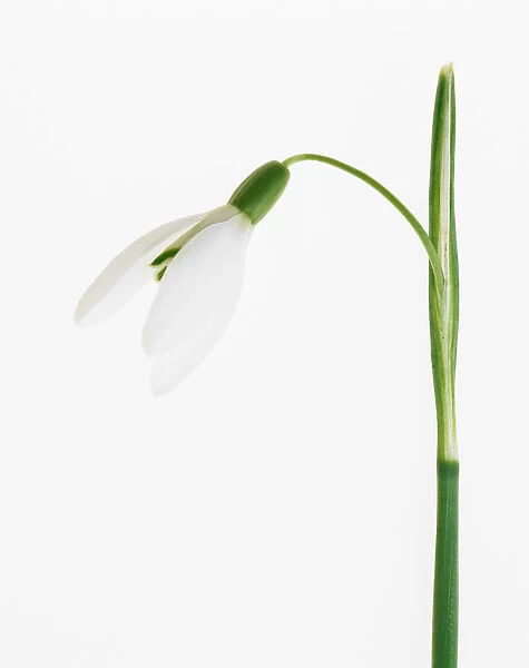 TIS_278. Galanthus nivalis. Snowdrop. White subject. White b / g