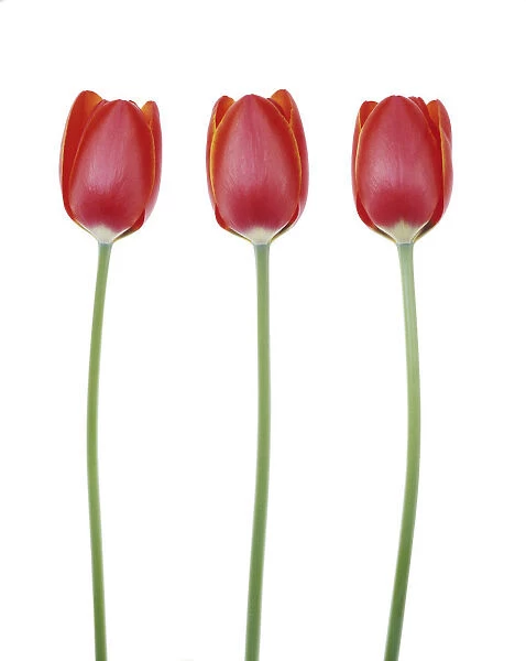 TIS_324. Tulipa - variety not identified. Tulip. Red subject. White b / g