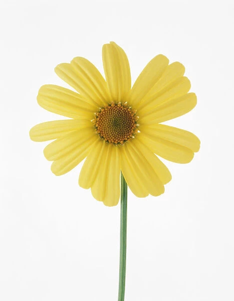TIS_42. Leucanthemum vulgare. Daisy - Ox-eye daisy. Yellow subject. White b / g