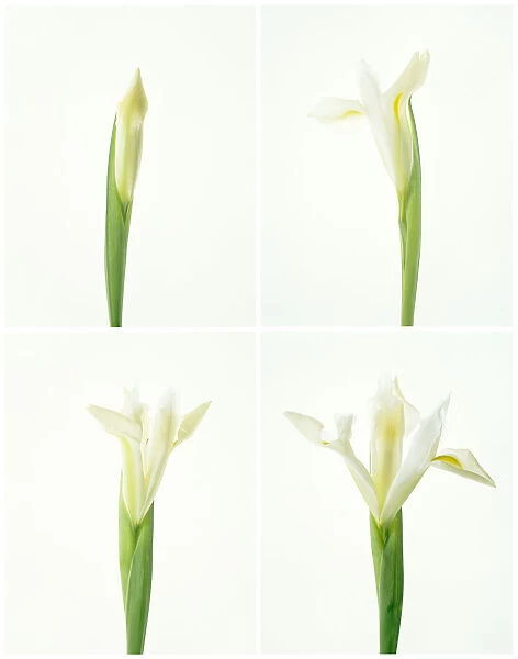 TIS_49A. Iris - variety not identified. Flower