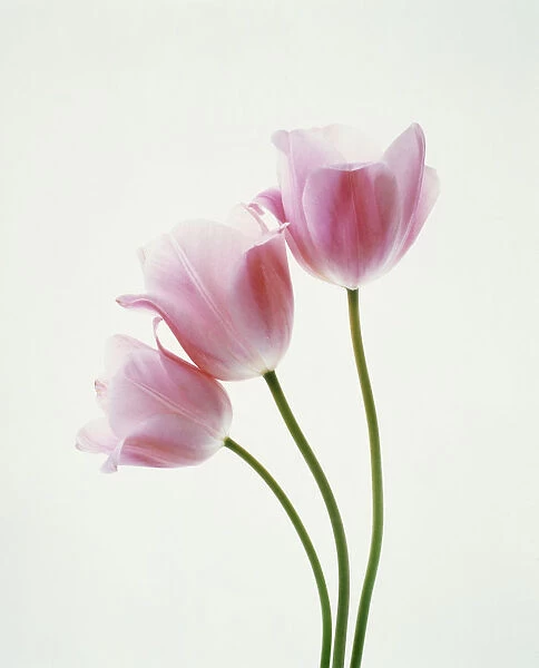 TIS_53. Tulipa - variety not identified. Tulip. Pink subject. White b / g